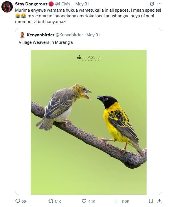 Stay dangerous i_elvis may 31 murima enyewe wamama hukua wametukalia in all spac