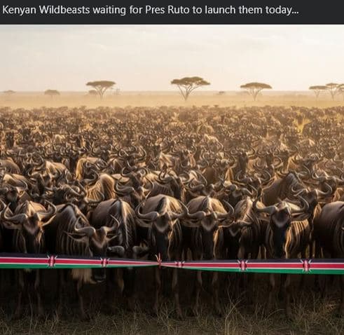 Kenyan wildbeasts waiting for pres ruto to launch them today_