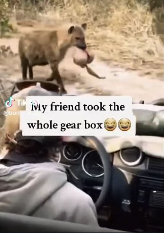 Tk jvıy friend took the ooou whole gear box