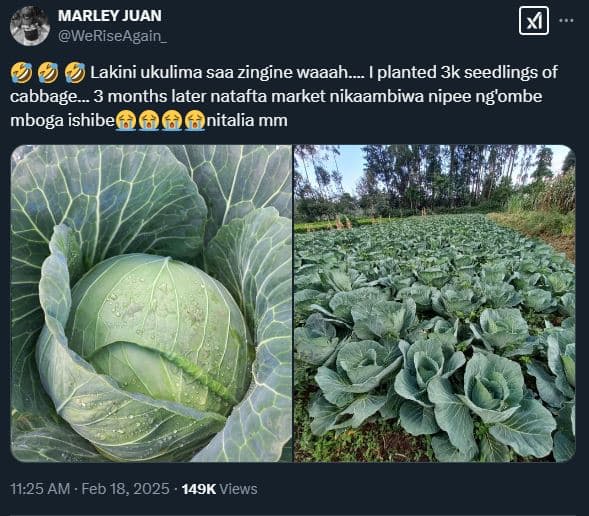 Marley juan weriseagain _ lakini ukulima saa zingine waaah__ i planted 3k seedli