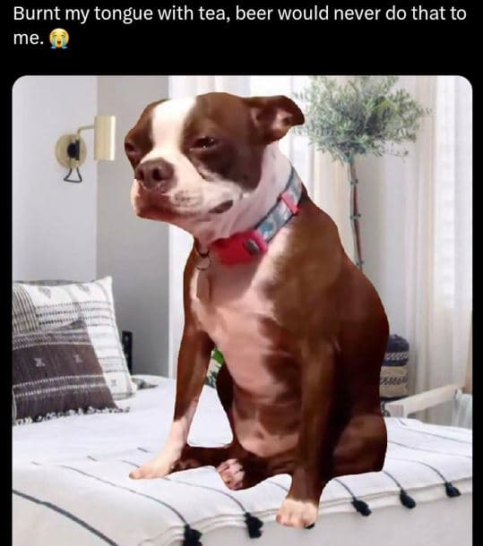 Burnt my tongue with tea, beer would never do that to me