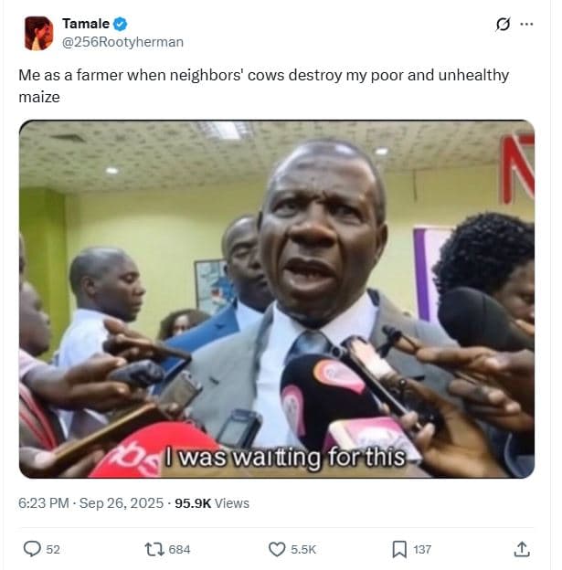 Tamale 256rootyherman me as a farmer when neighbors' cows destroy my poor and un