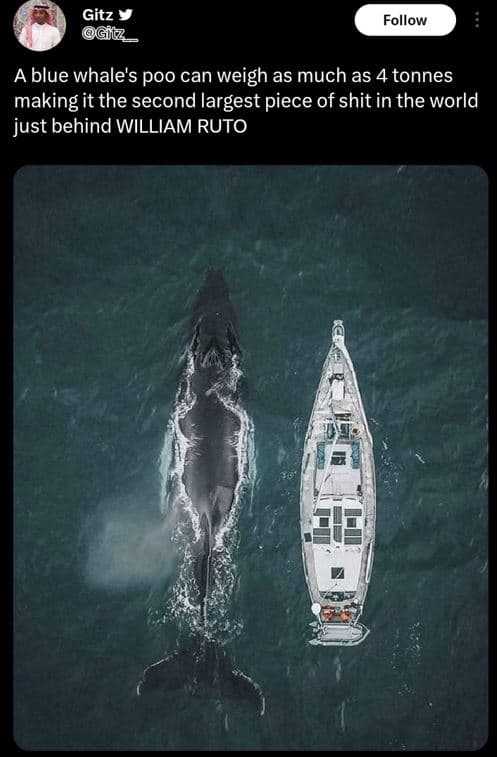Gitz gil _ follow a blue whale's poo can weigh as much as 4 tonnes making it the