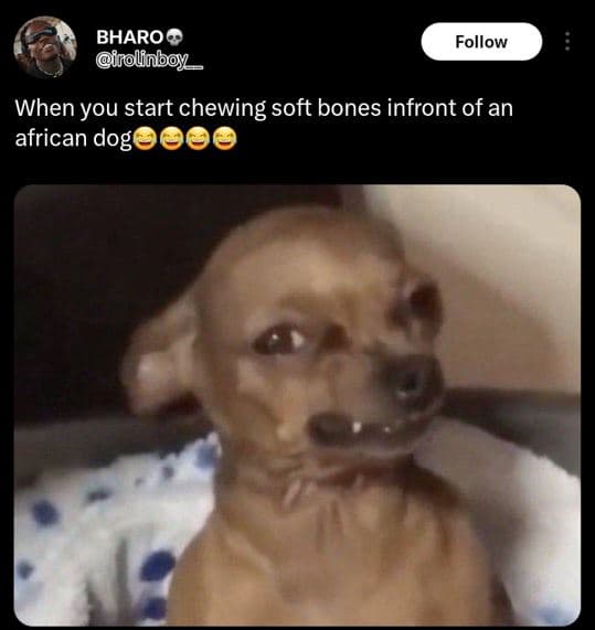 Bharoo rolinboy _ follow when you start chewing soft bones infront of an african