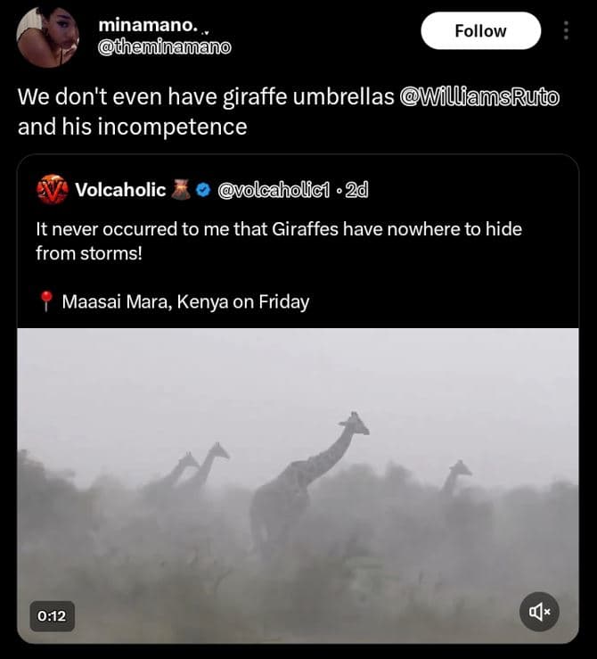 Minamano. teminamano follow we don't even have giraffe umbrellas willfamsruto an