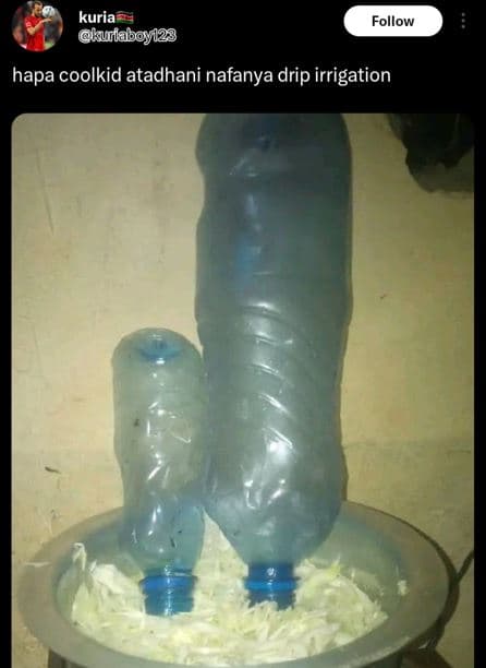 Kuria aurlaboy2g follow hapa coolkid atadhani nafanya drip irrigation