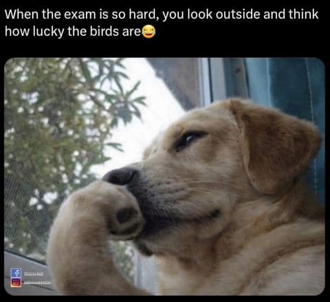 When the exam is so hard, you look outside and think how lucky the birds are